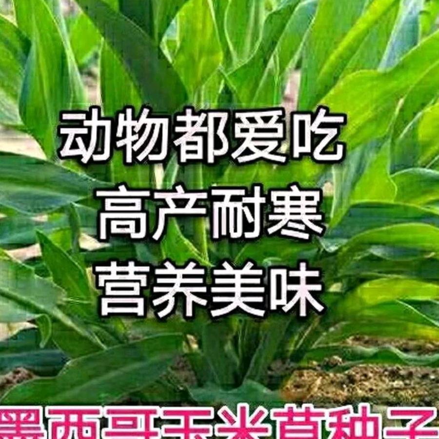 丰盛牧草种业
