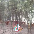 草原苍狼