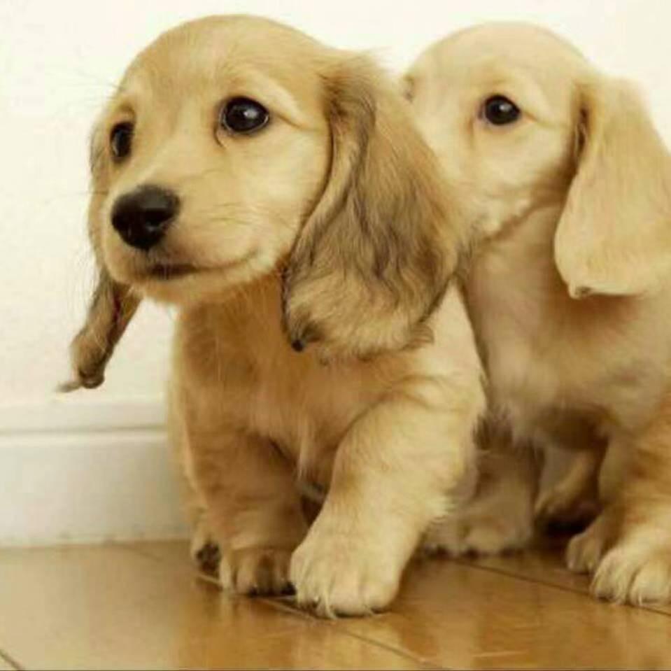 萌犬猛犬养殖