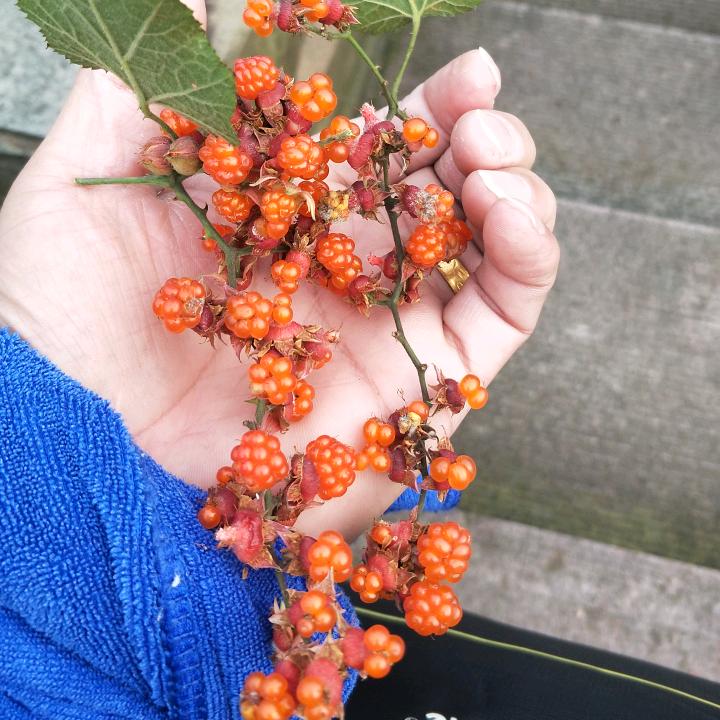 诚心诚意CYX