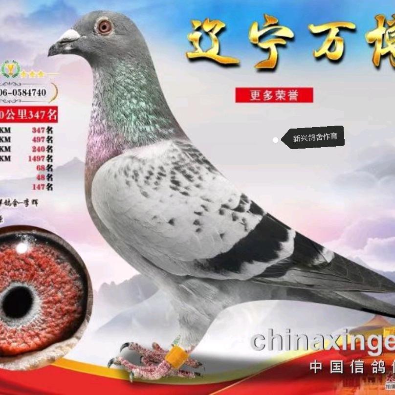蓝天的精灵