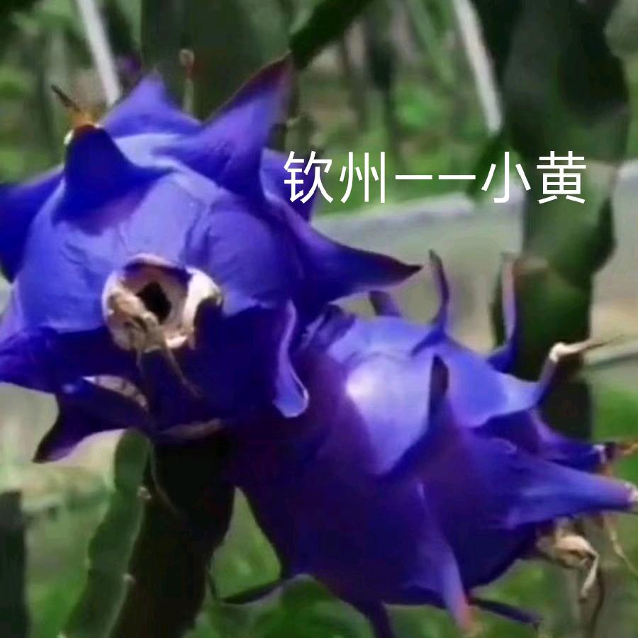 苗木绿化供应链