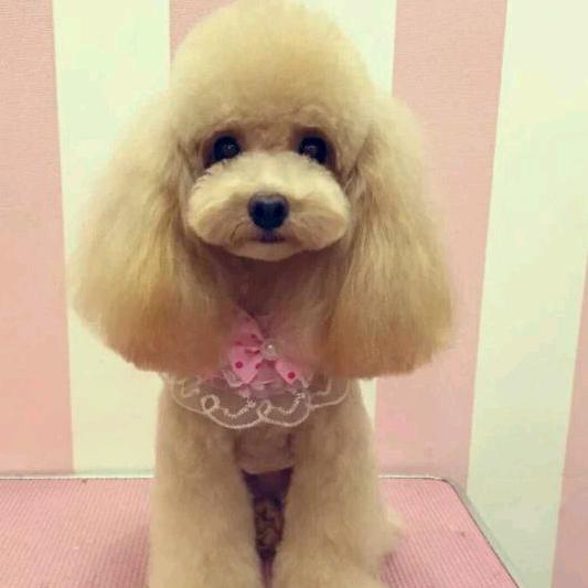 大黄宠物生活馆