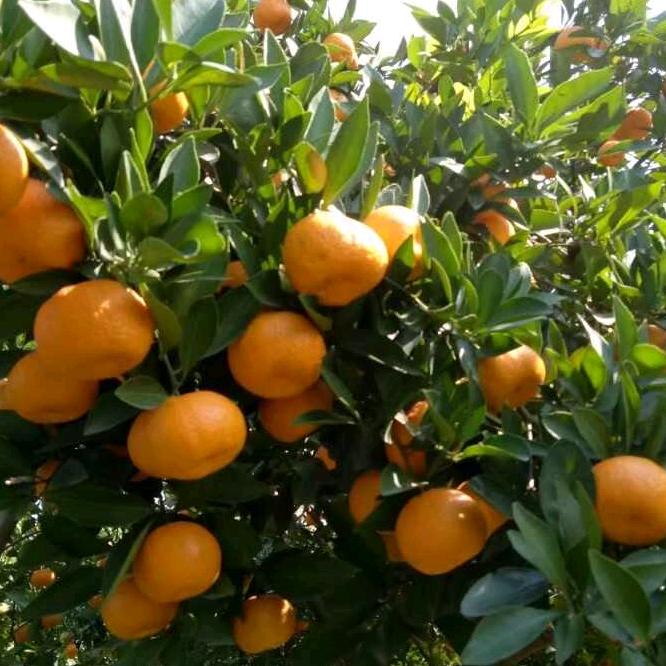 黄岩桔子哥🍊2