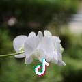 叶子