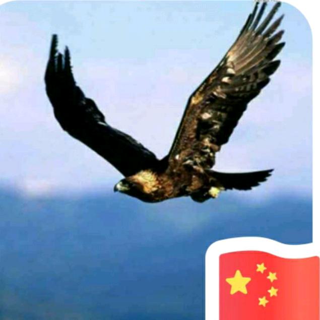 孤独神鹰296