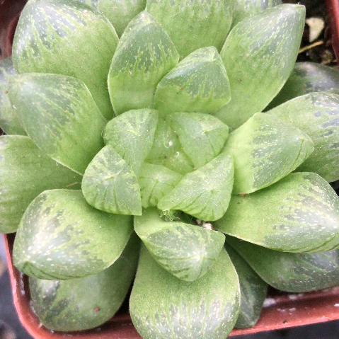 侯绪妮413元气植生活馆