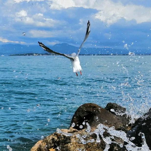 大海