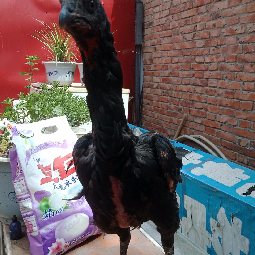天天开心
