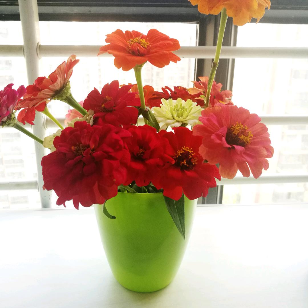 小芹菜
