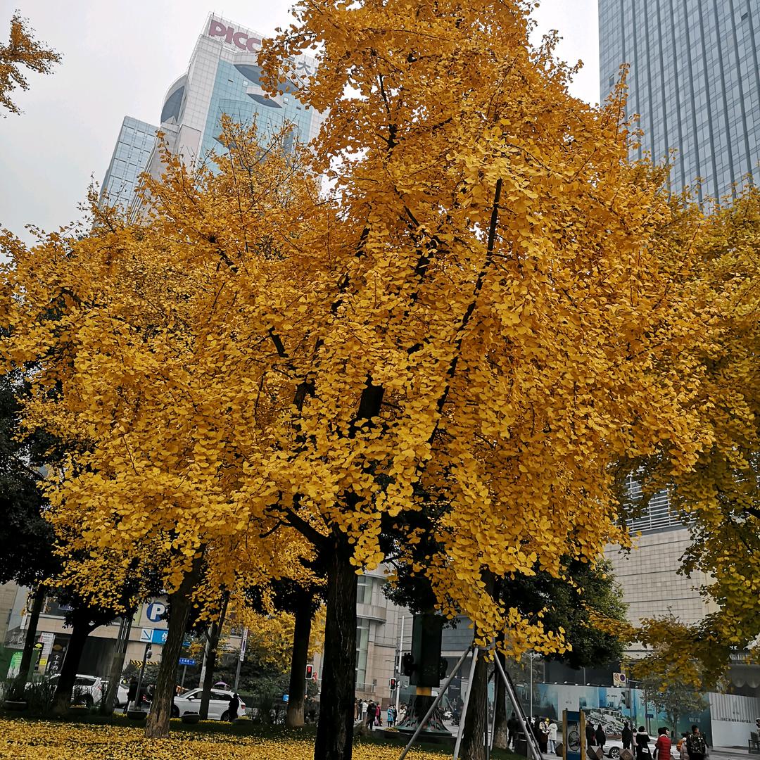 沉睡与梦乡
