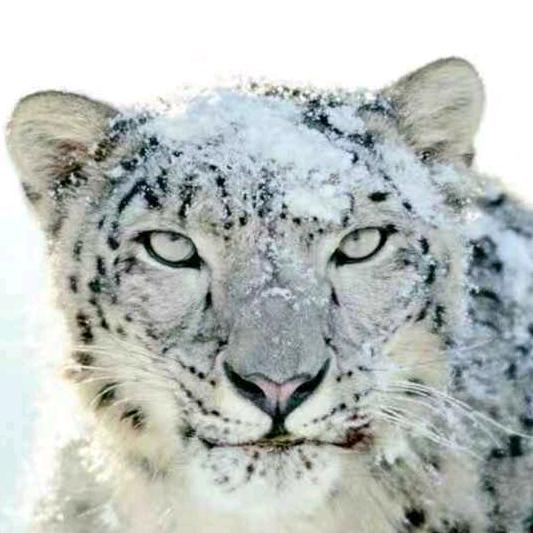 山东高速球迷会雪豹