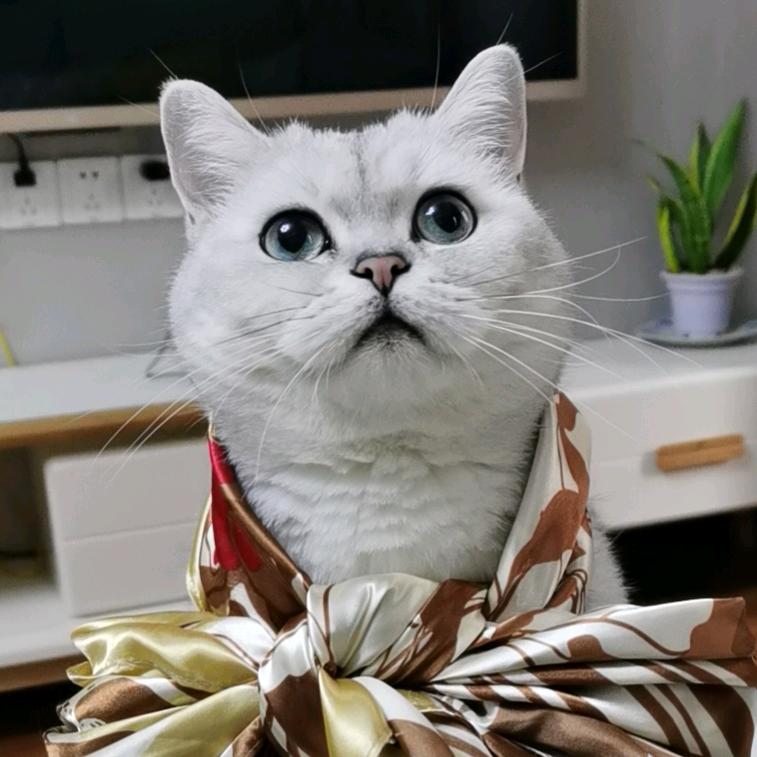 红色枫叶