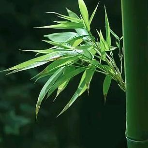张顺年