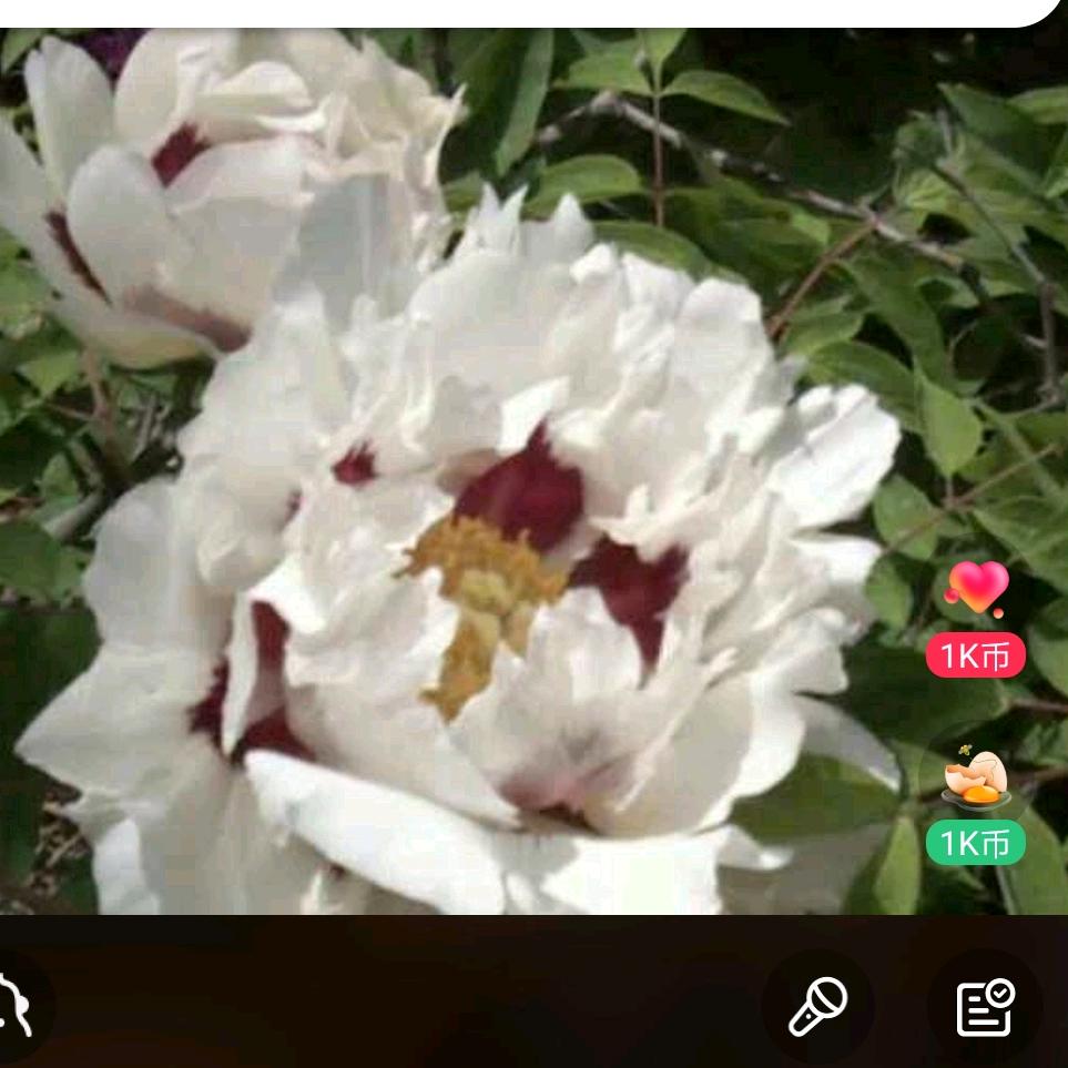 飞扬