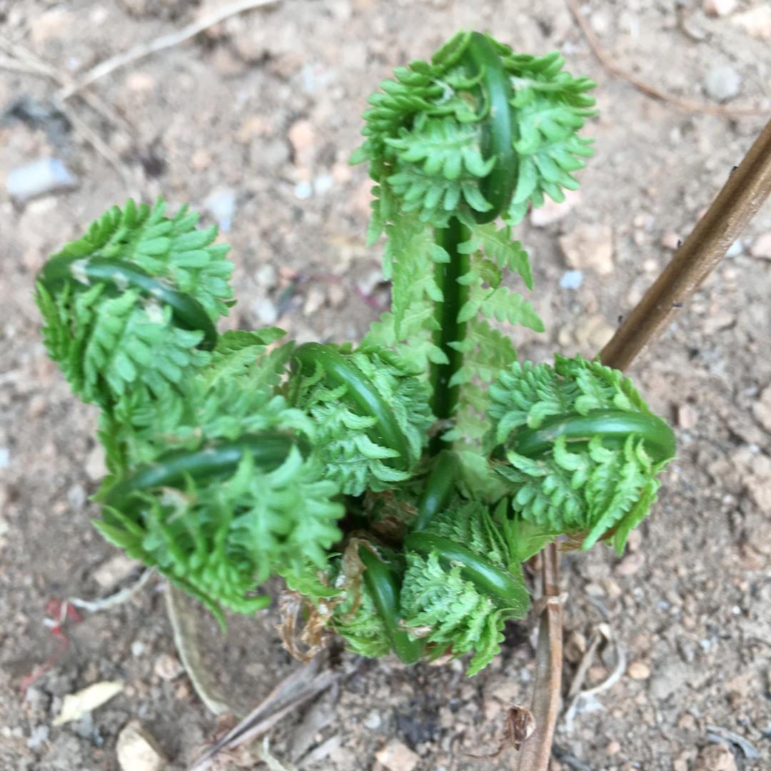 丰宁丰味（家乡美食）