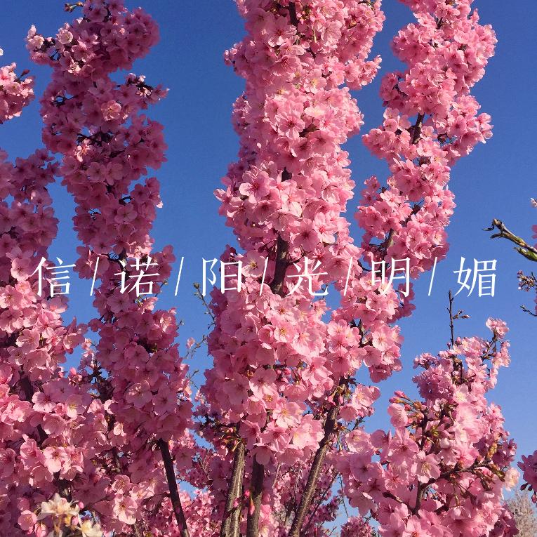 青岛樱花谷科技生态园有限公司