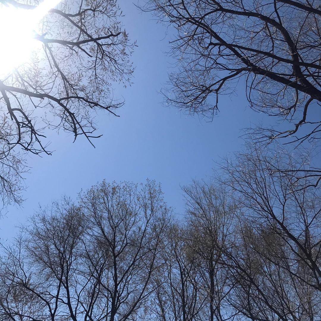 芹菜香水