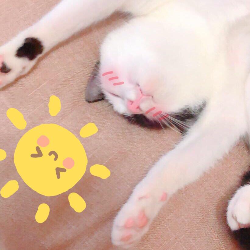 -人参SRulu-