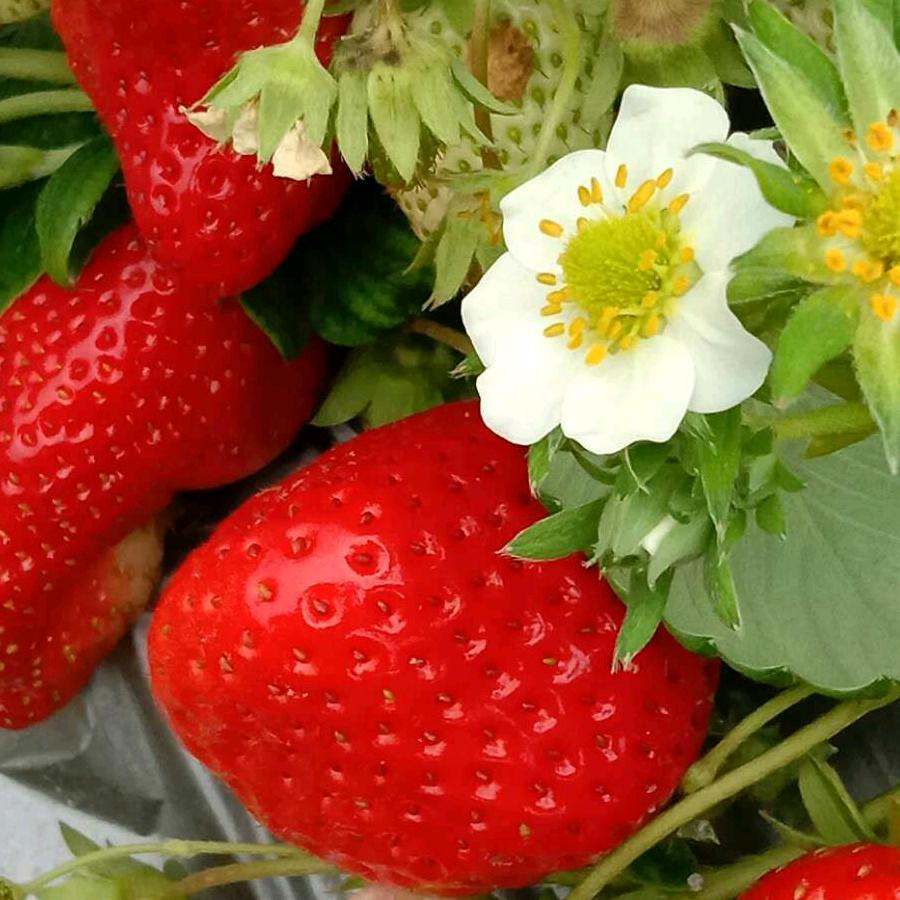 有机草莓🍓🍓）