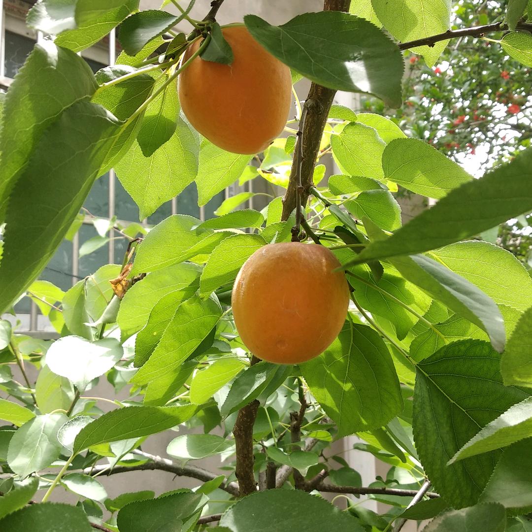 替天行道