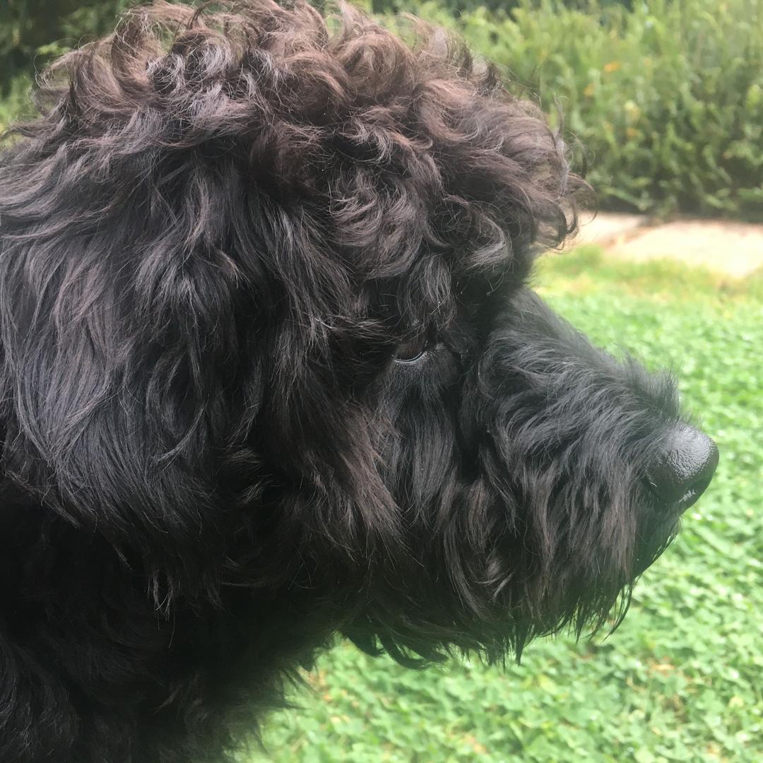 豆豆只是一条狗啊