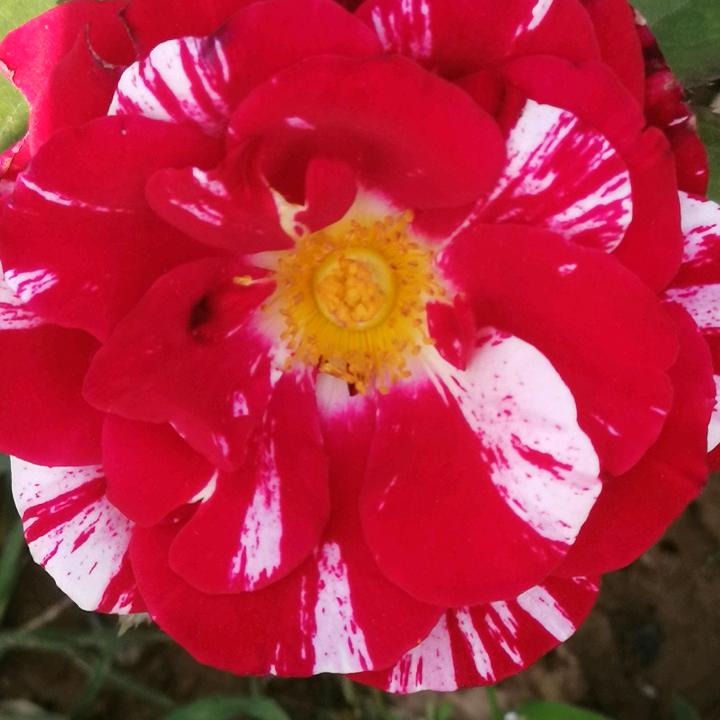 栤丶芯