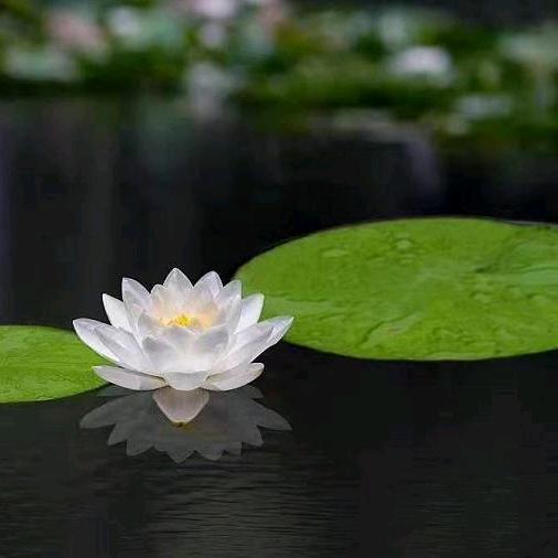 沉默的郎