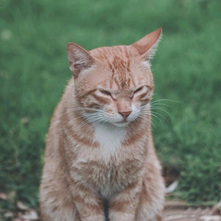 王大雷