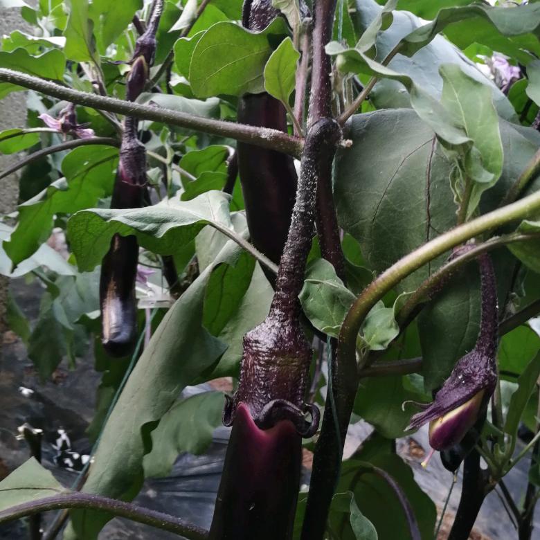 寿光赢驰魏氏种苗