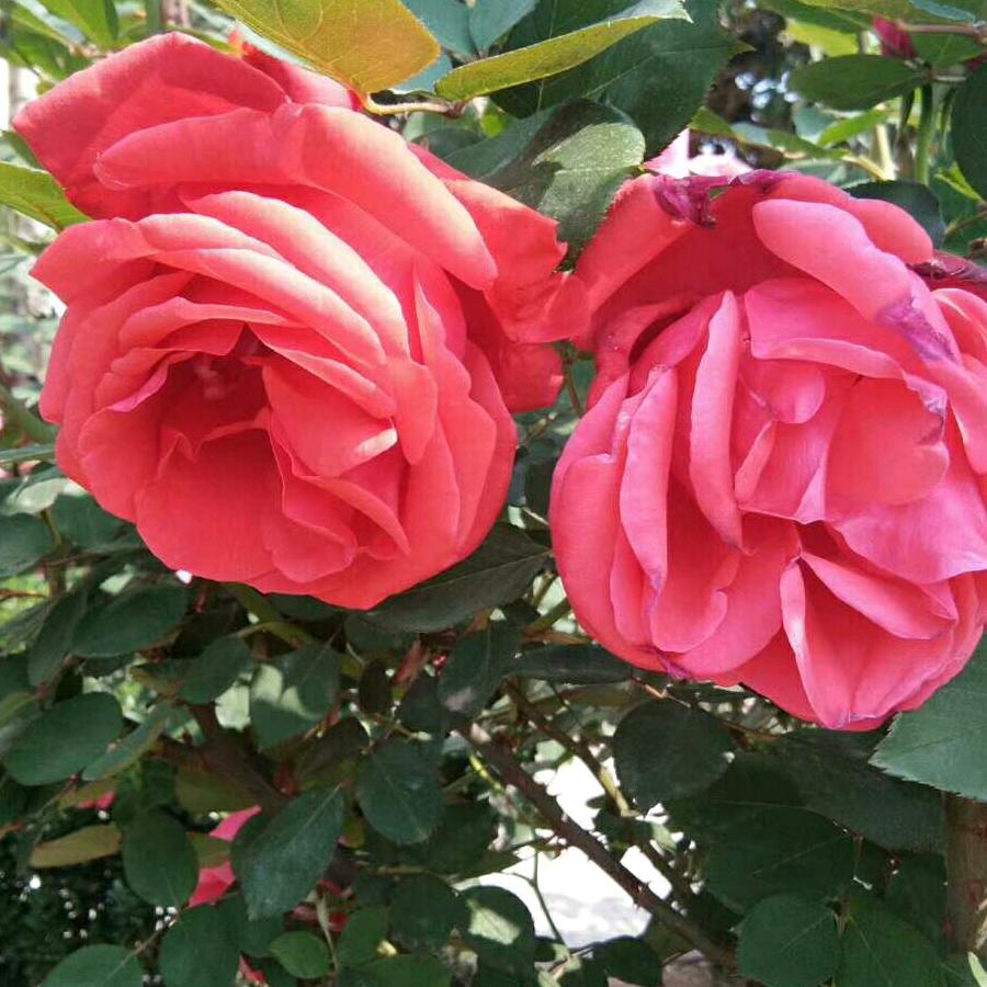 月夜星空365宋美荣