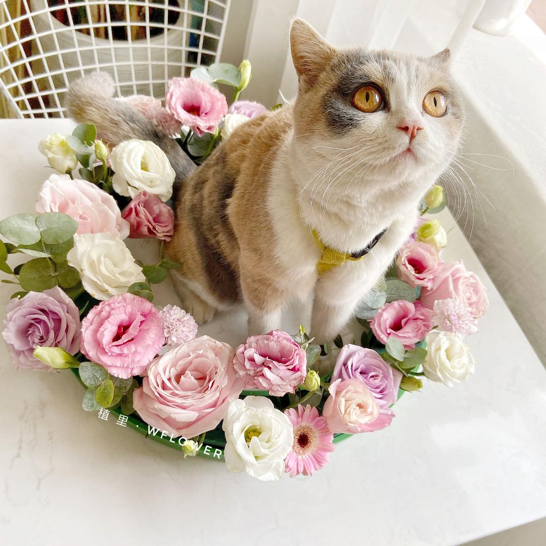 植里花花