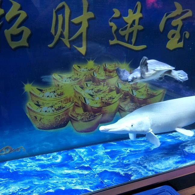 独狼