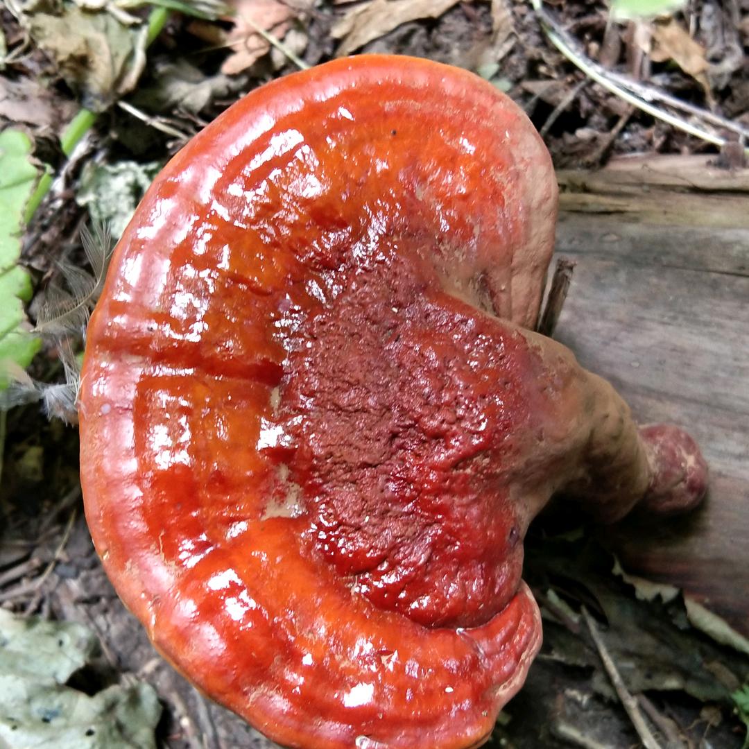 春雨生物企业店