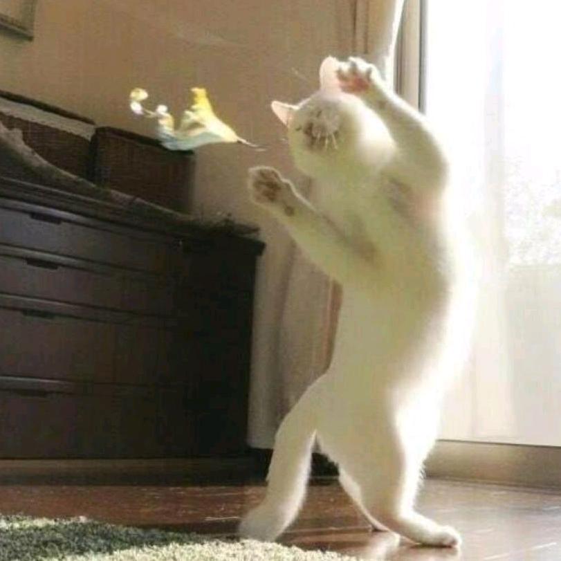 百事可爱