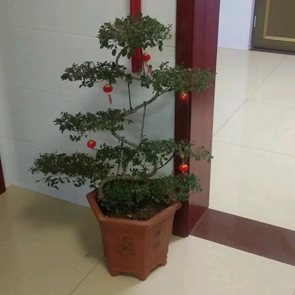 好辉哥