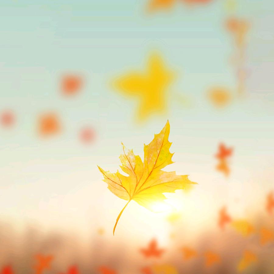 落叶🍂摇情
