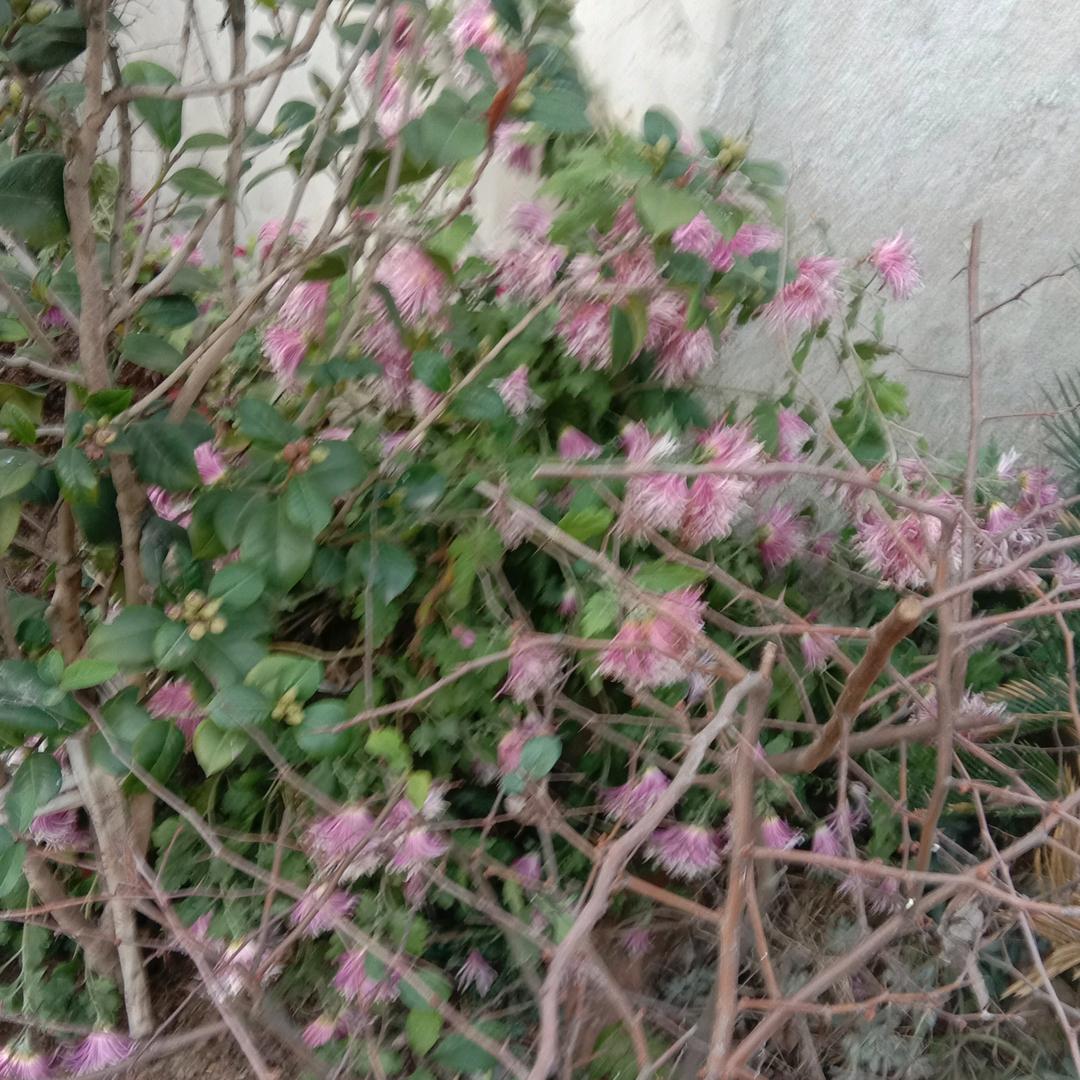 锁桃