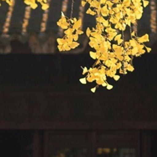 不枳-／有线下课