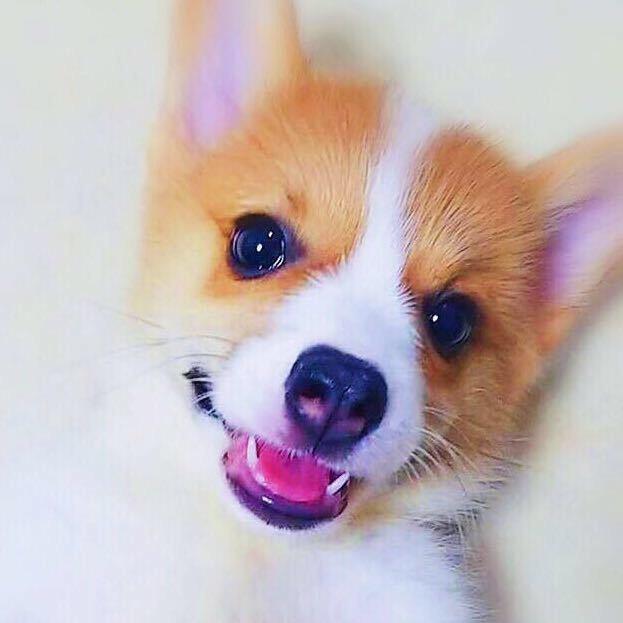 嘉