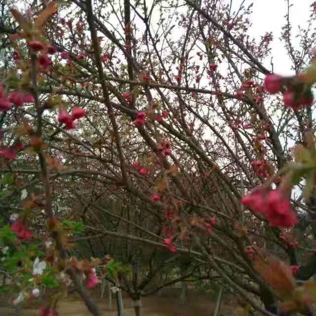 一醉