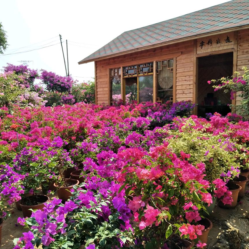 四季三角梅园