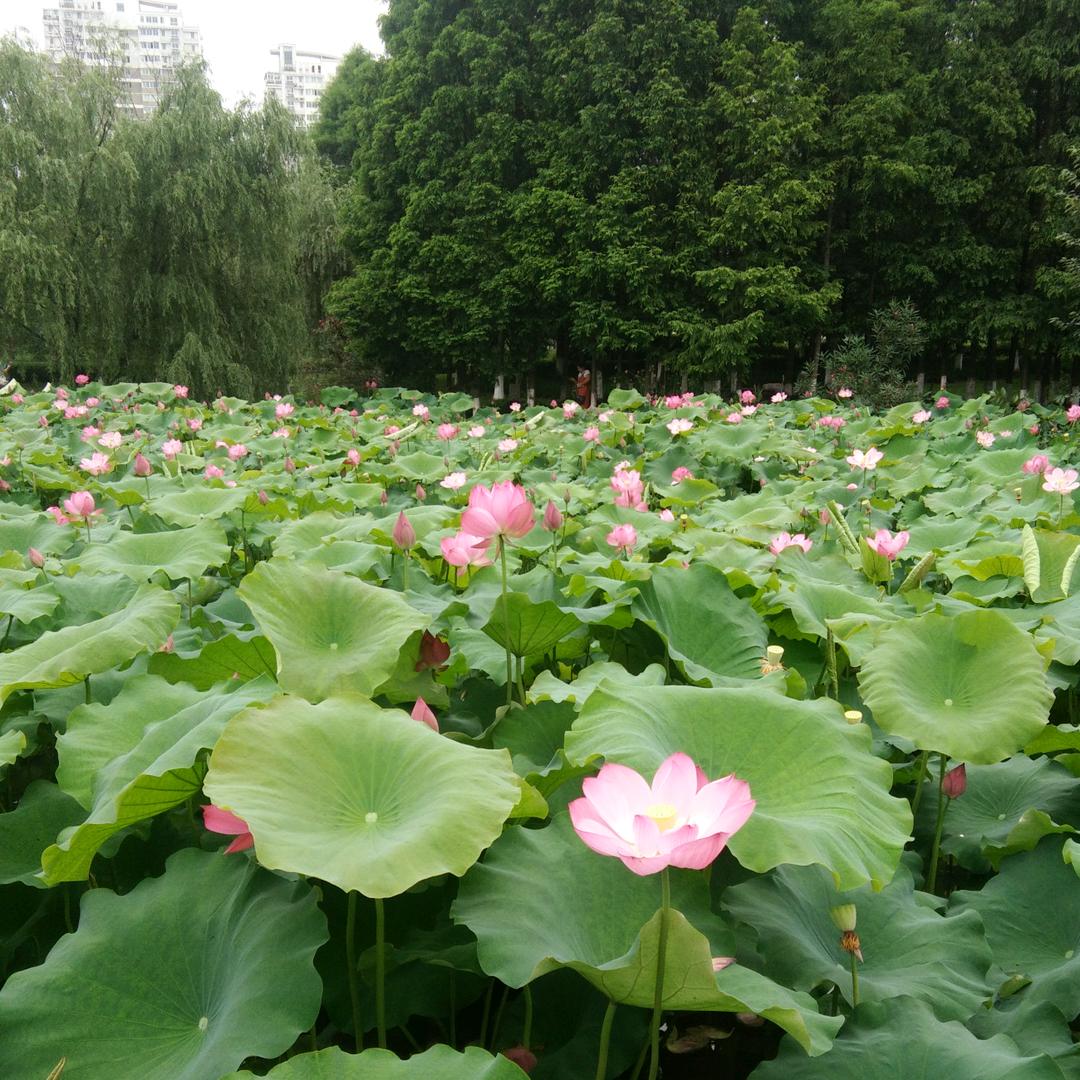 河南❤️月嫂娜娜姐