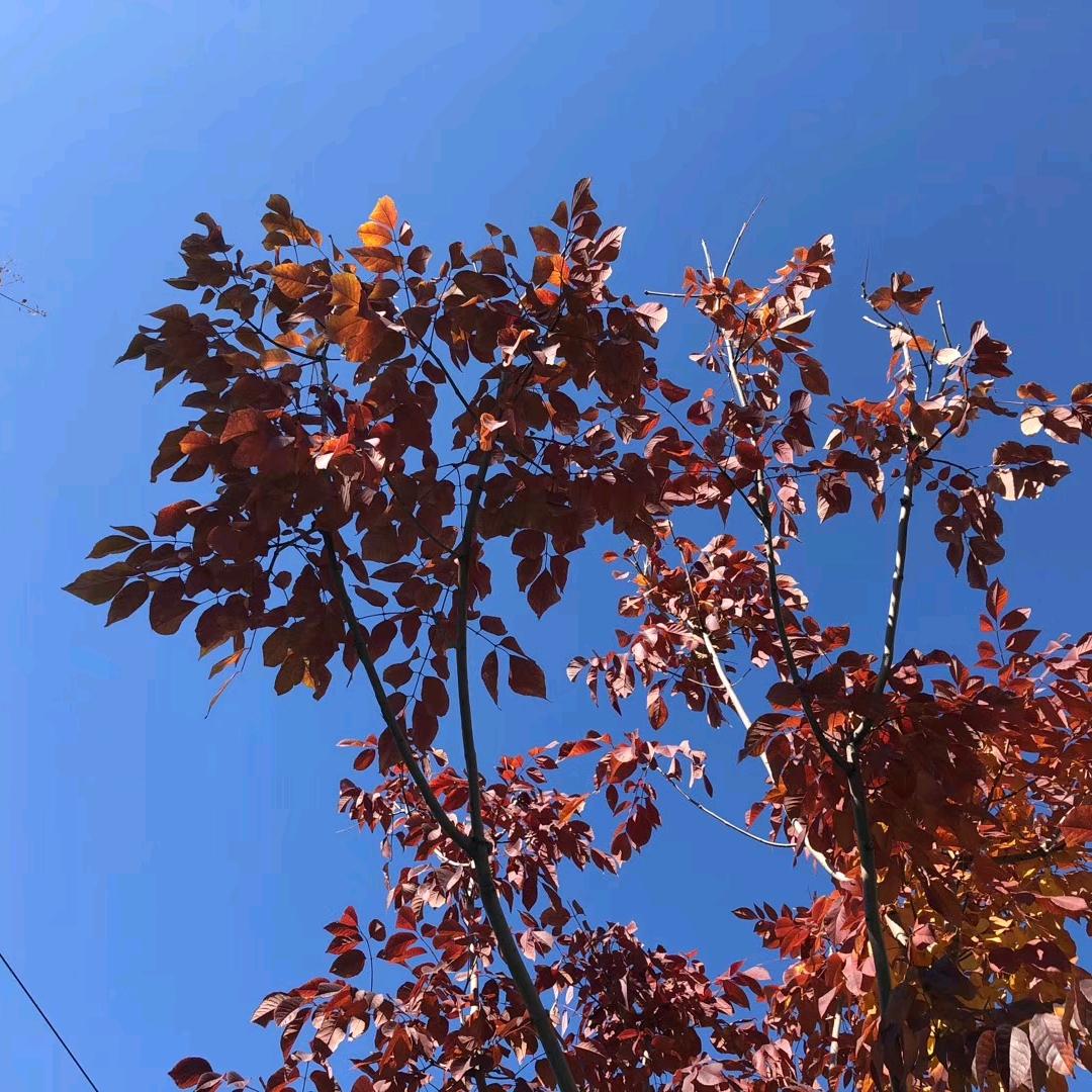 紫色琉璃