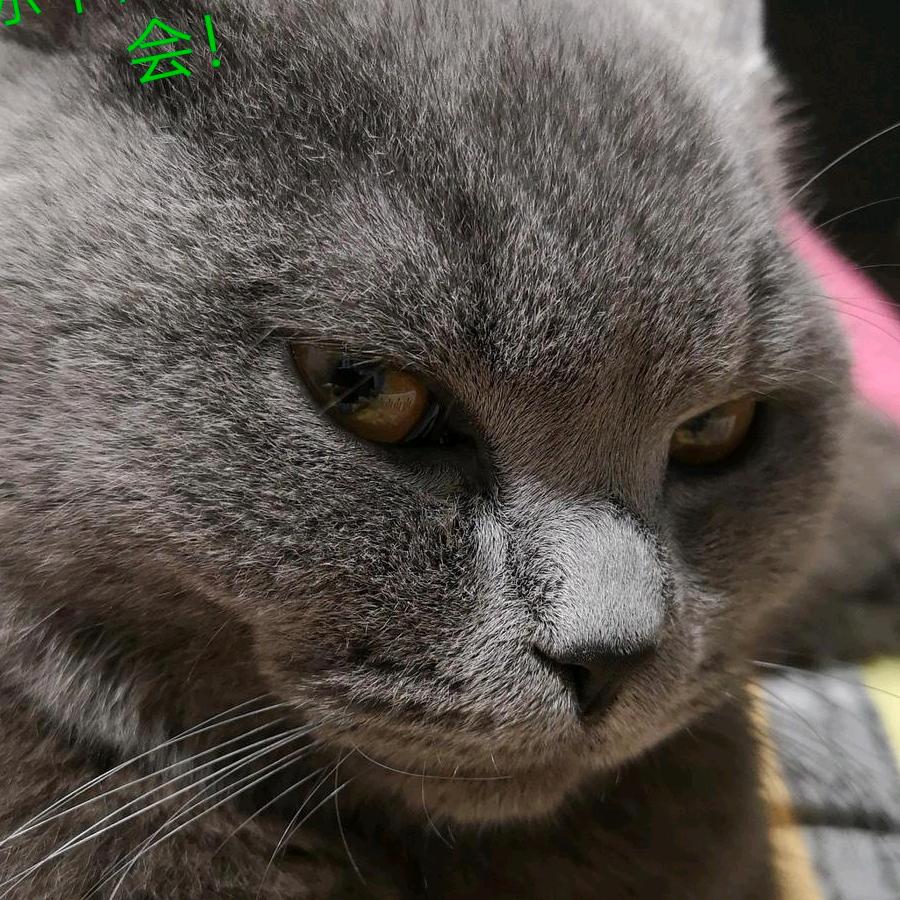 五指山压猴子