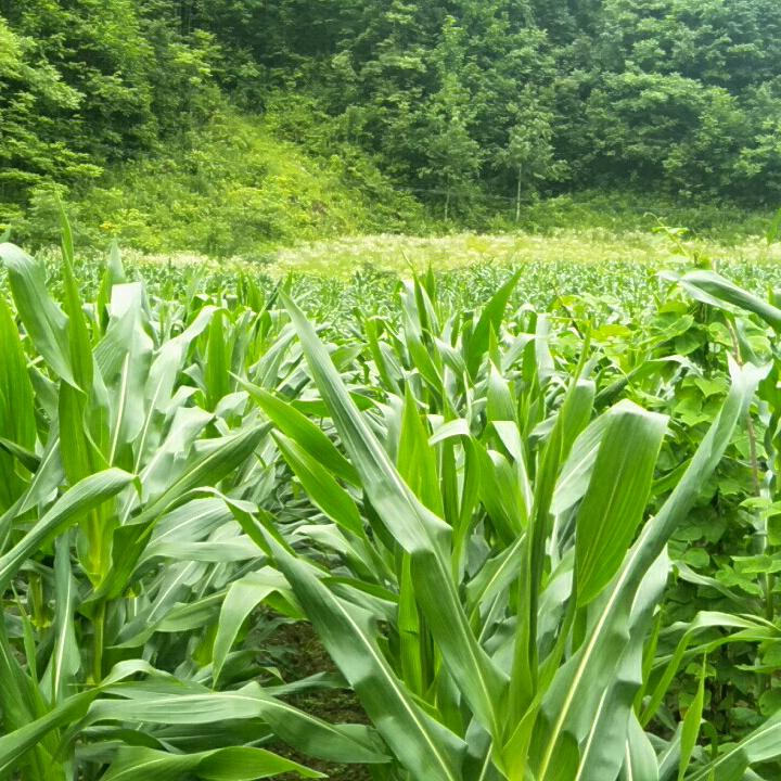 有苦亦有甜