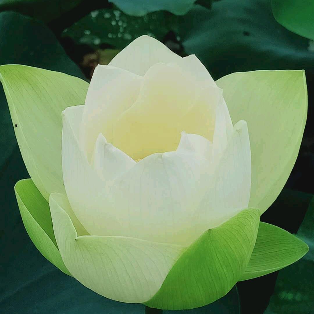 艳阳天