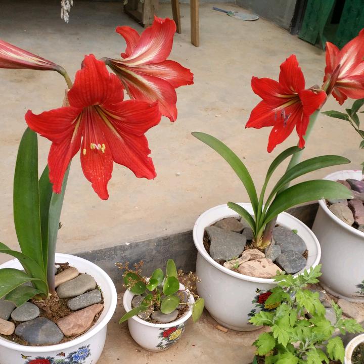 杨俊杰