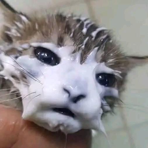 向日葵