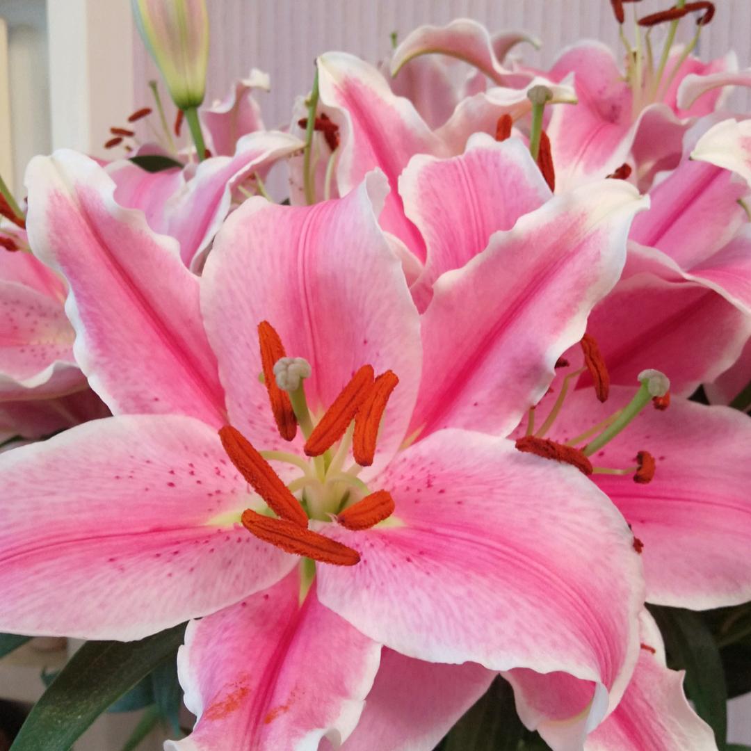 雪花